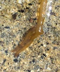 Nemalion elminthoides