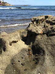 Nemalion elminthoides