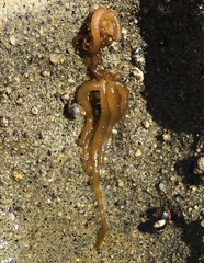 Nemalion elminthoides