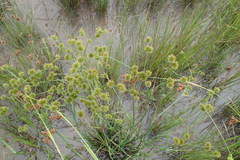 Juncus polycephalus