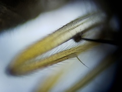 Elaphropeza vittata