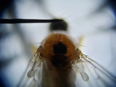 Elaphropeza vittata