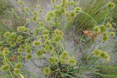 Juncus polycephalus