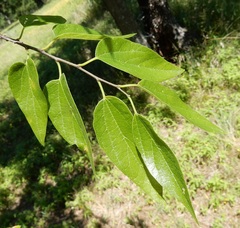 Celtis laevigata laevigata