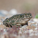 Green Toad - Photo (c) Erik Eckstein, some rights reserved (CC BY-NC), uploaded by Erik Eckstein