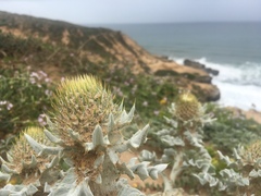 Cirsium rhothophilum