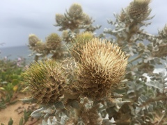 Cirsium rhothophilum