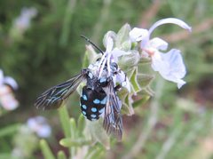 Thyreus caeruleopunctatus