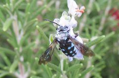 Thyreus caeruleopunctatus