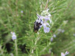 Thyreus caeruleopunctatus
