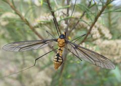 Leptotarsus clavatus