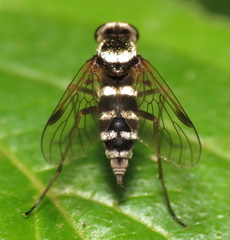 Chrysopilus fasciatus