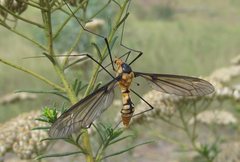 Leptotarsus clavatus