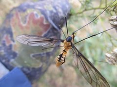 Leptotarsus clavatus