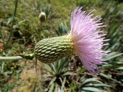 Cirsium engelmannii