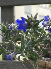 Glandora prostrata