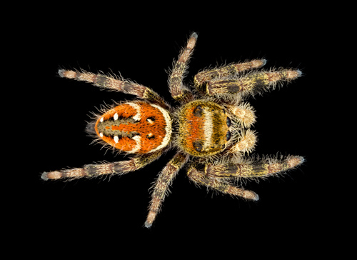 Brilliant Jumping Spider