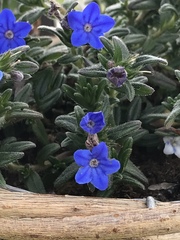Glandora prostrata