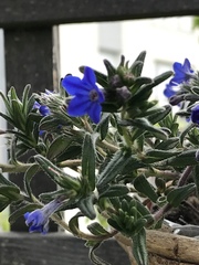 Glandora prostrata