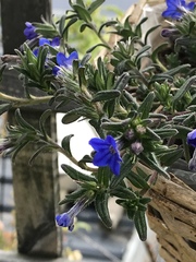 Glandora prostrata