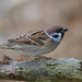 Eurasian Tree Sparrow - Photo (c) Erik Eckstein, some rights reserved (CC BY-NC), uploaded by Erik Eckstein
