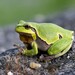 European Tree Frog - Photo (c) Manuel Raab, some rights reserved (CC BY-NC), uploaded by Manuel Raab