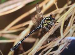 Melligomphus guangdongensis