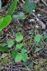 Tiarella trifoliata trifoliata