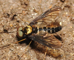 Chrysopilus thoracicus