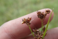 Rhynchospora recognita