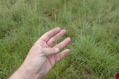 Rhynchospora recognita