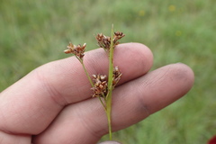 Rhynchospora recognita