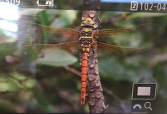Anax aurantiacus
