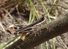 Macrotona mjobergi