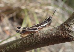 Macrotona mjobergi