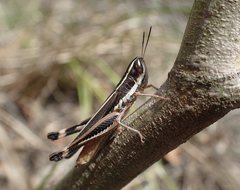 Macrotona mjobergi