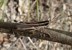 Macrotona mjobergi