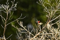 Myzomela caledonica