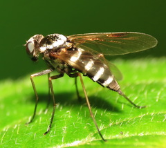 Chrysopilus fasciatus