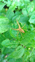 Dolomedes sulfureus