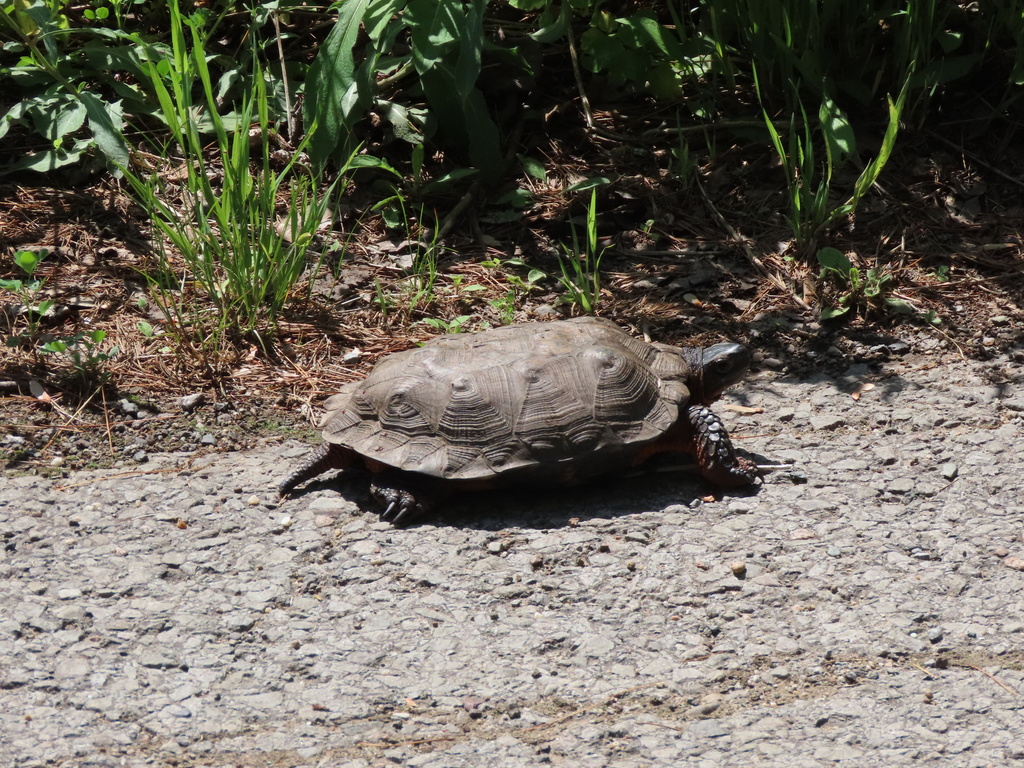 Wood Turtle from Salisbury, NB, CA on June 12, 2024 at 12:28 PM by ...