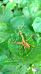 Dolomedes sulfureus