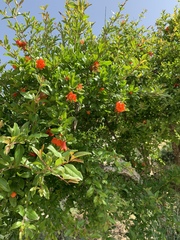 Punica granatum