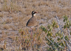 Rhinoptilus chalcopterus