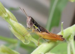 Praxibulus laminatus