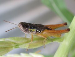 Praxibulus laminatus