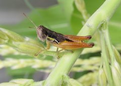 Praxibulus laminatus