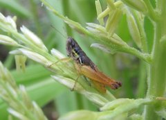 Praxibulus laminatus