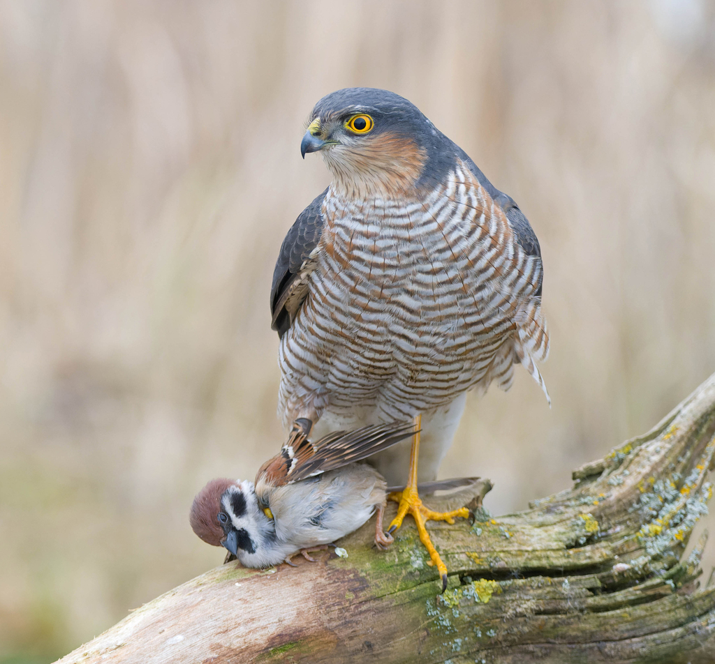 Eurasian Sparrowhawk (Accipiter nisus) · iNaturalist
