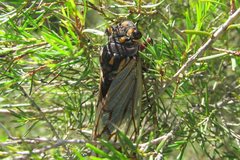 Macrotristria angularis